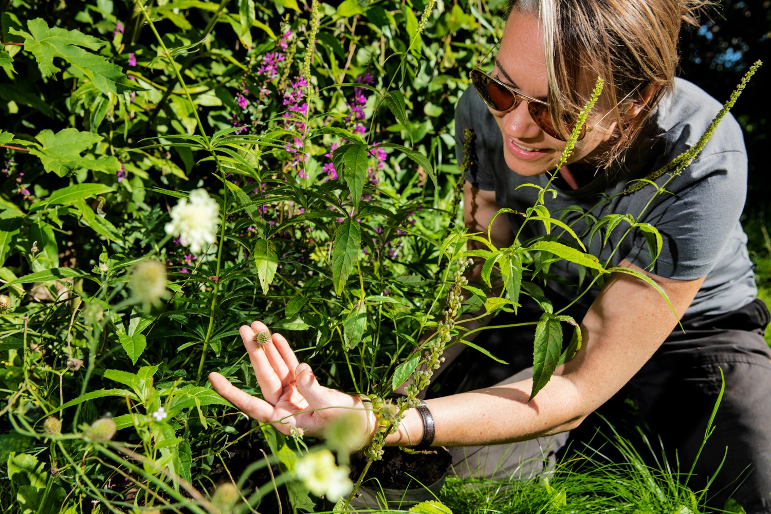 Mere vildskab på jeres udearealer (1)